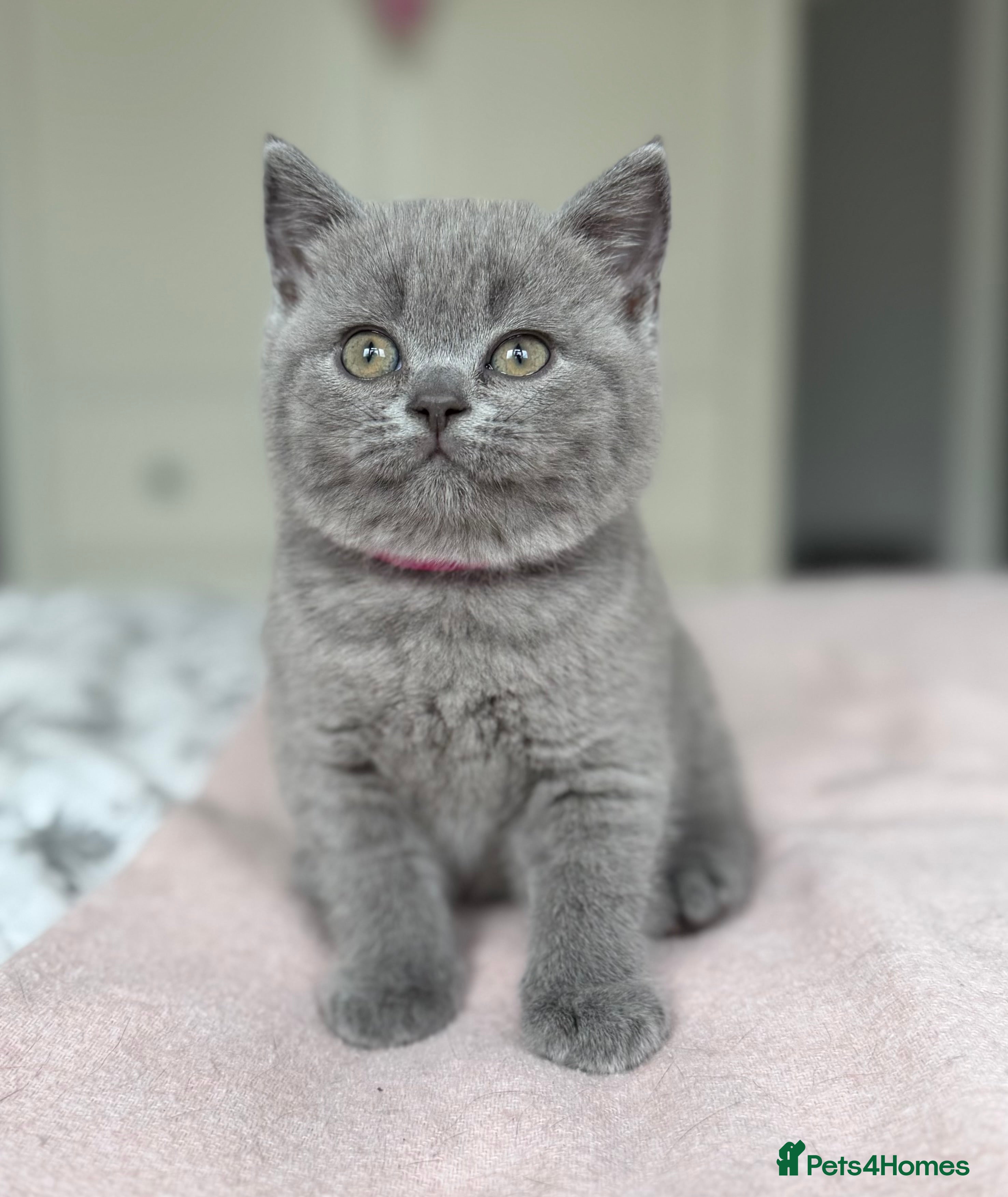British Shorthair cats GCCF registered British Shorthair Kittens - Advert 1