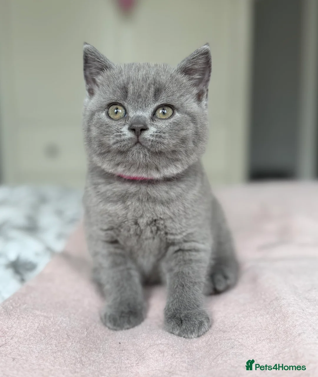 British Shorthair cats for sale: GCCF registered British Shorthair Kittens - Advert 1