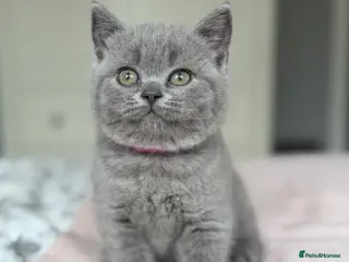 British Shorthair cats GCCF registered British Shorthair Kittens - Advert 5