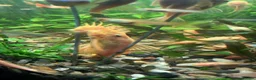 Plecos fish for sale: L144 Blue Eyed Bristlenose Pleco size 3 cm - Advert 31