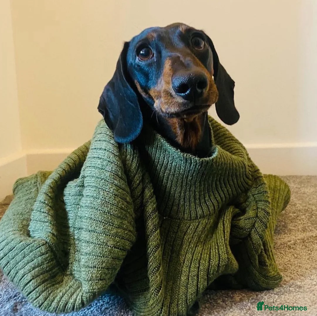 Miniature Dachshund dogs for stud: Kc reg IVDD screened pra clear mini smooth  in Newton Abbot - Advert 12