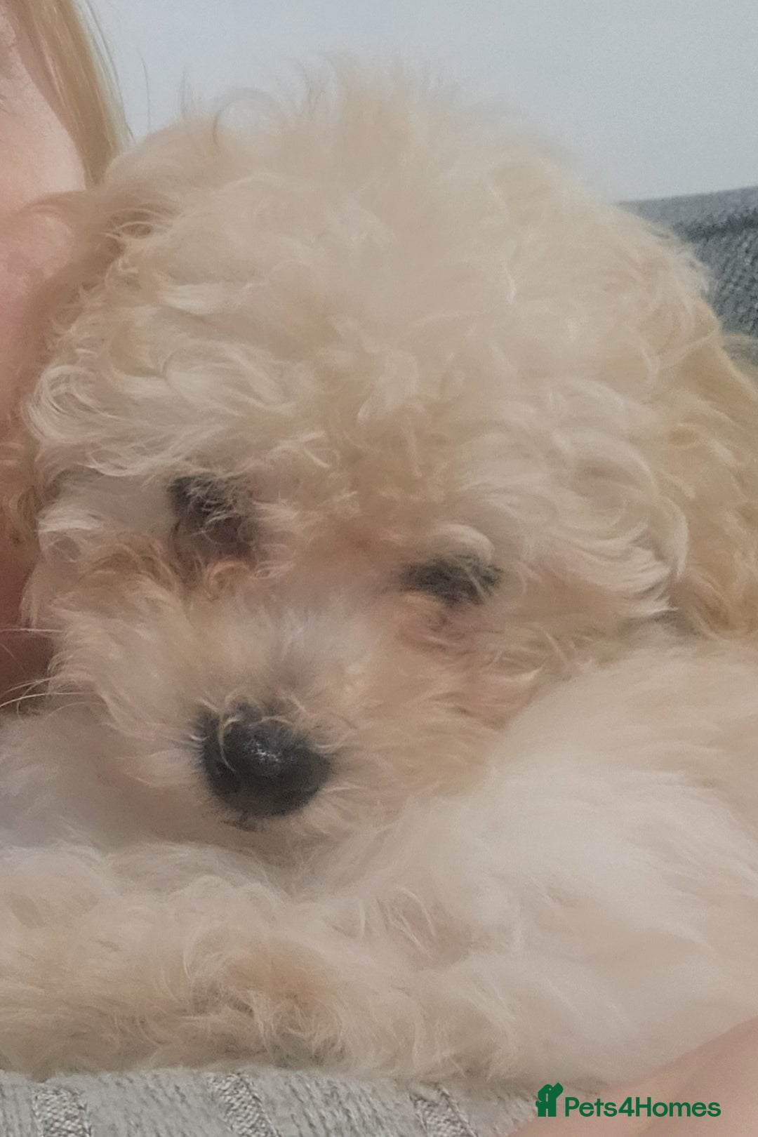 Maltese dogs for sale: Stunning little girl - Advert 5