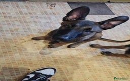 Belgian Shepherd Dog dogs for sale: Full belgium malinois puppies - Image 4
