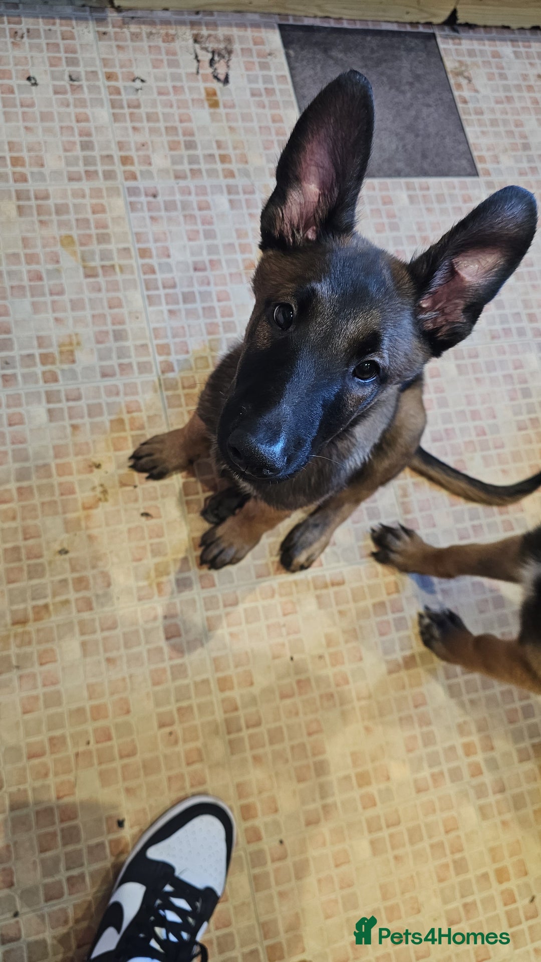 Belgian Shepherd Dog dogs for sale: Full belgium malinois puppies - Image 4