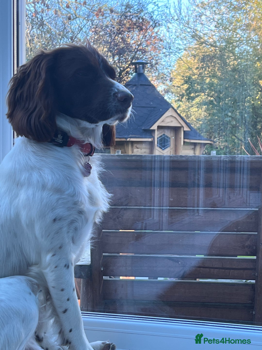 English Springer Spaniel dogs for sale: English Springer Spaniel  - Advert 4