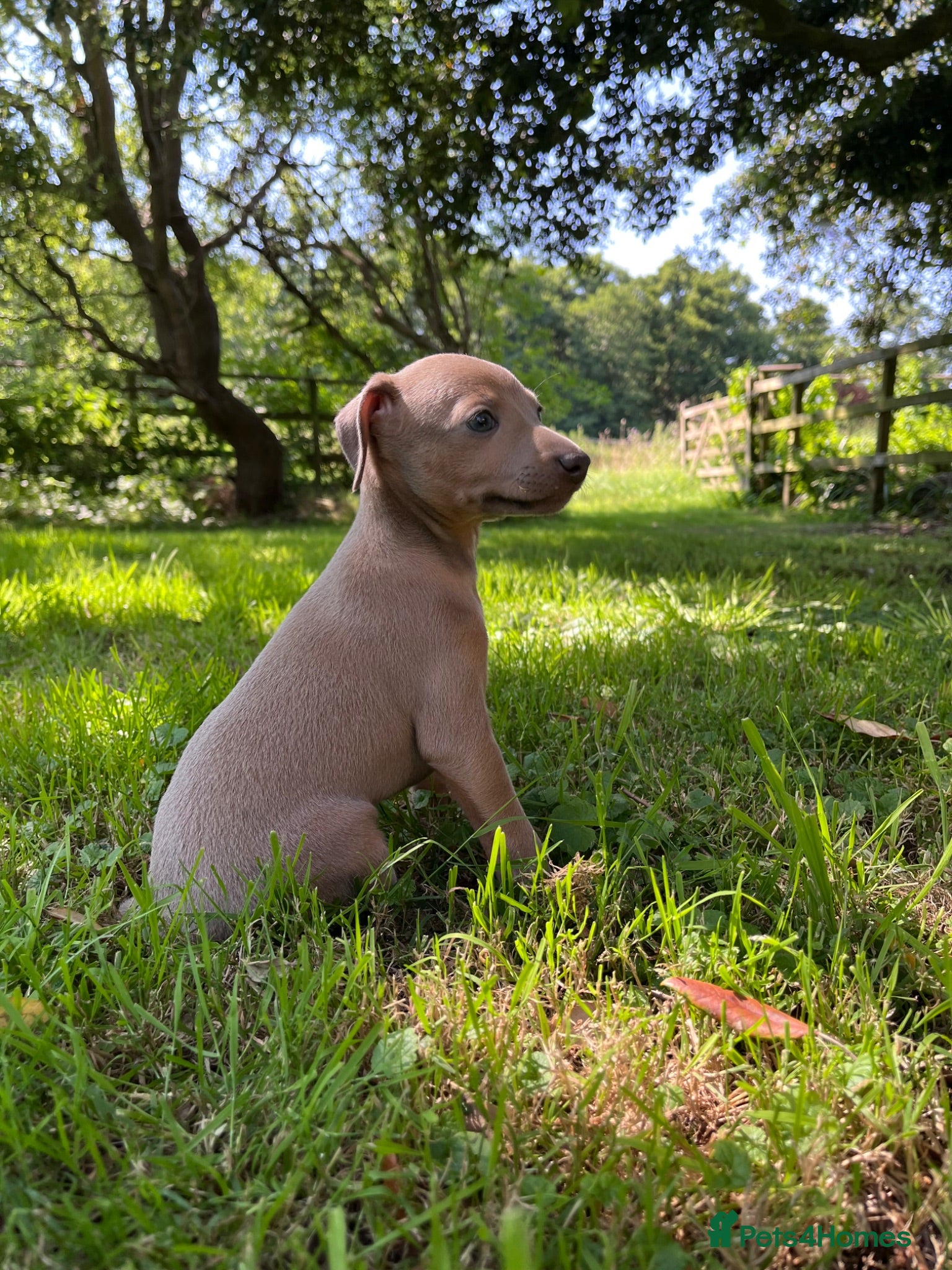 Italian Greyhound dogs Beautiful KC Italian Greyhound Puppies - Advert 1