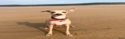 Italian Greyhound dogs for sale: 3 Italian greyhound puppies  - Advert 1