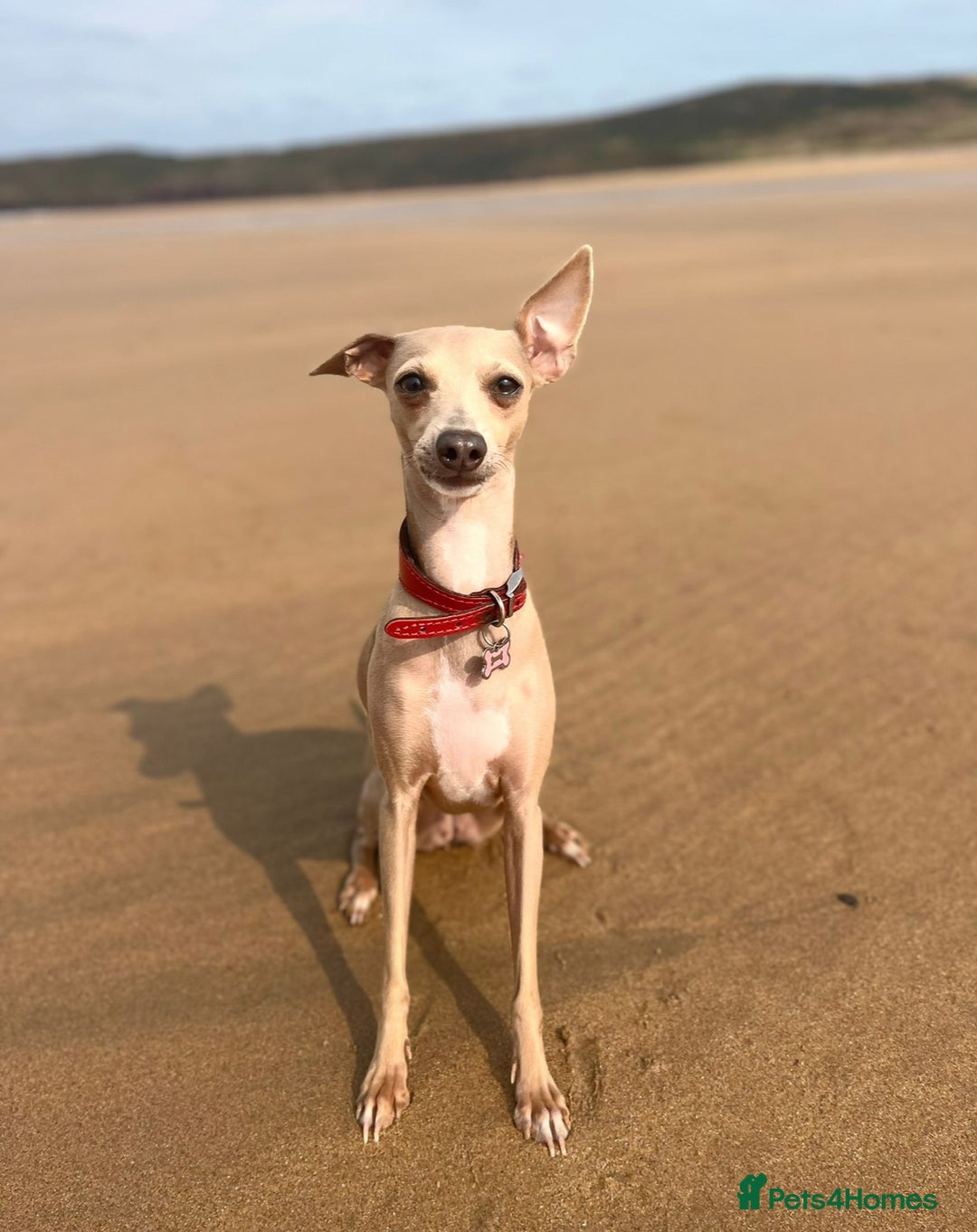 Italian Greyhound dogs for sale: 3 Italian greyhound puppies  - Advert 1