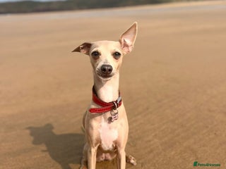 Italian Greyhound dogs 3 Italian greyhound puppies - Advert 1