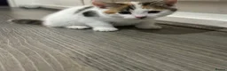 Mixed Breed cats for sale: Beautiful kitties - Advert 29