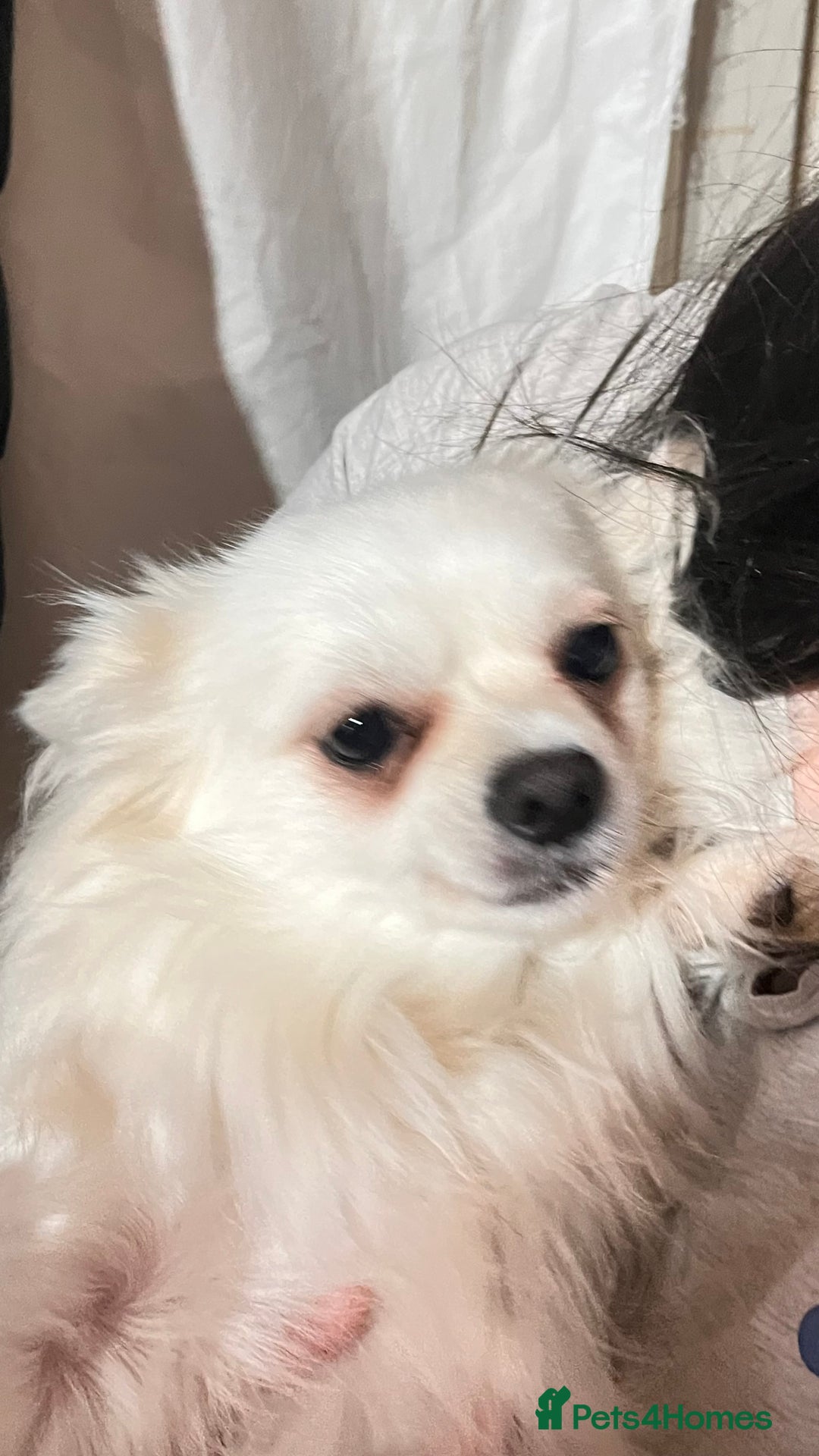 Chihuahua dogs for sale: Chihuahua boy  - Advert 3