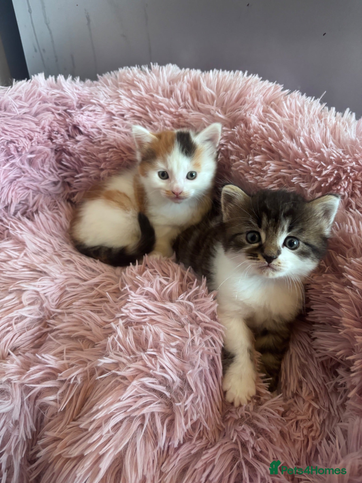 Mixed Breed cats for sale: Girl kittens - Advert 2
