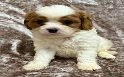 Cavalier King Charles Spaniel dogs for sale: BEAUTIFUL CAVALIER PUPPIES READY TO LEAVE! - Image 6