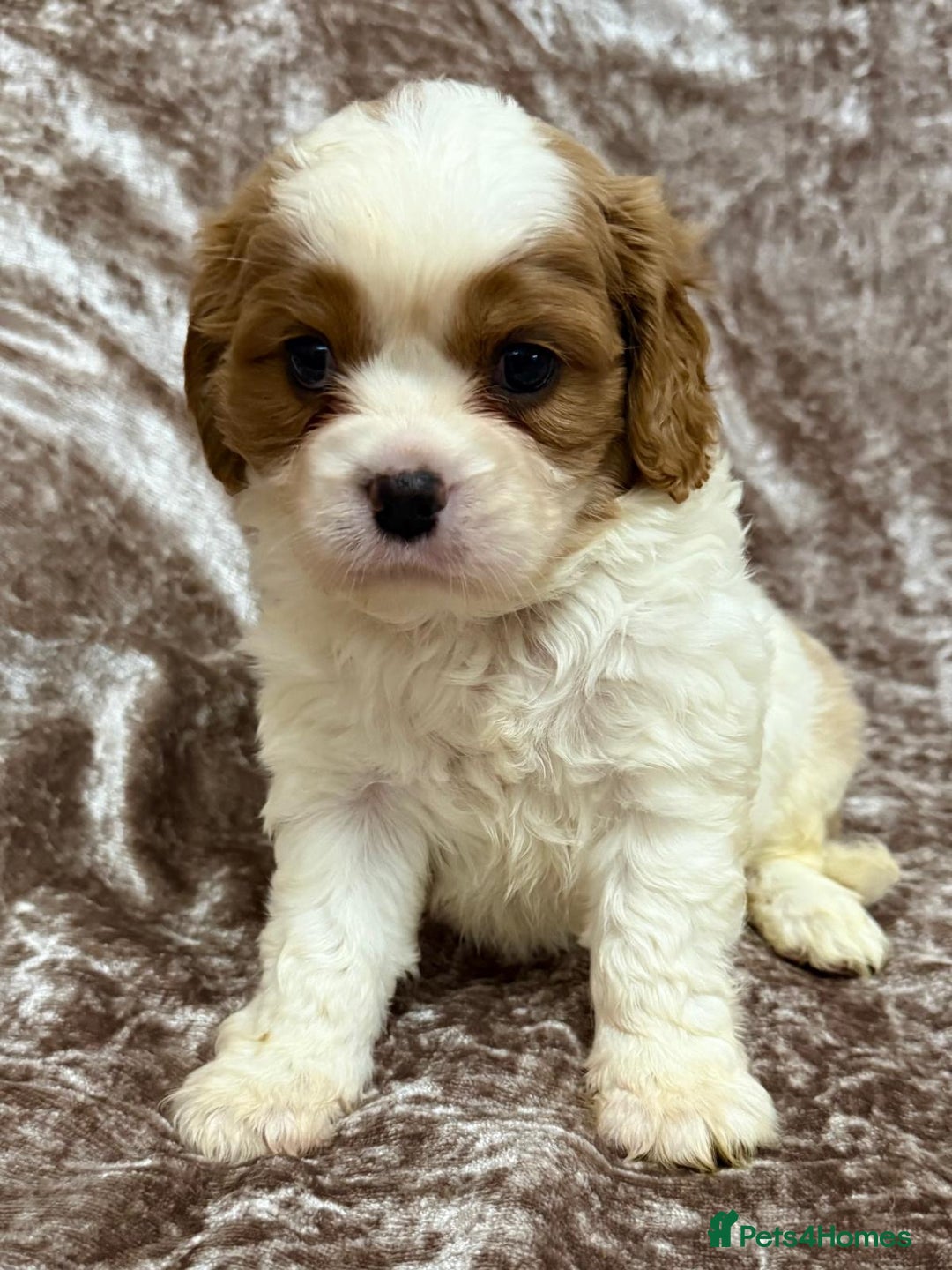 Cavalier King Charles Spaniel dogs for sale: BEAUTIFUL CAVALIER PUPPIES READY TO LEAVE! - Image 6