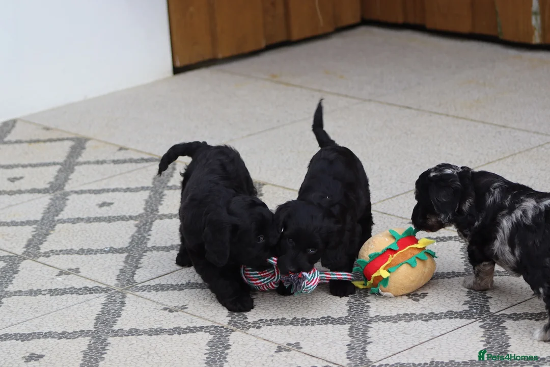Cockapoo dogs for sale: F1 Cockapoo puppies for sale - Advert 21