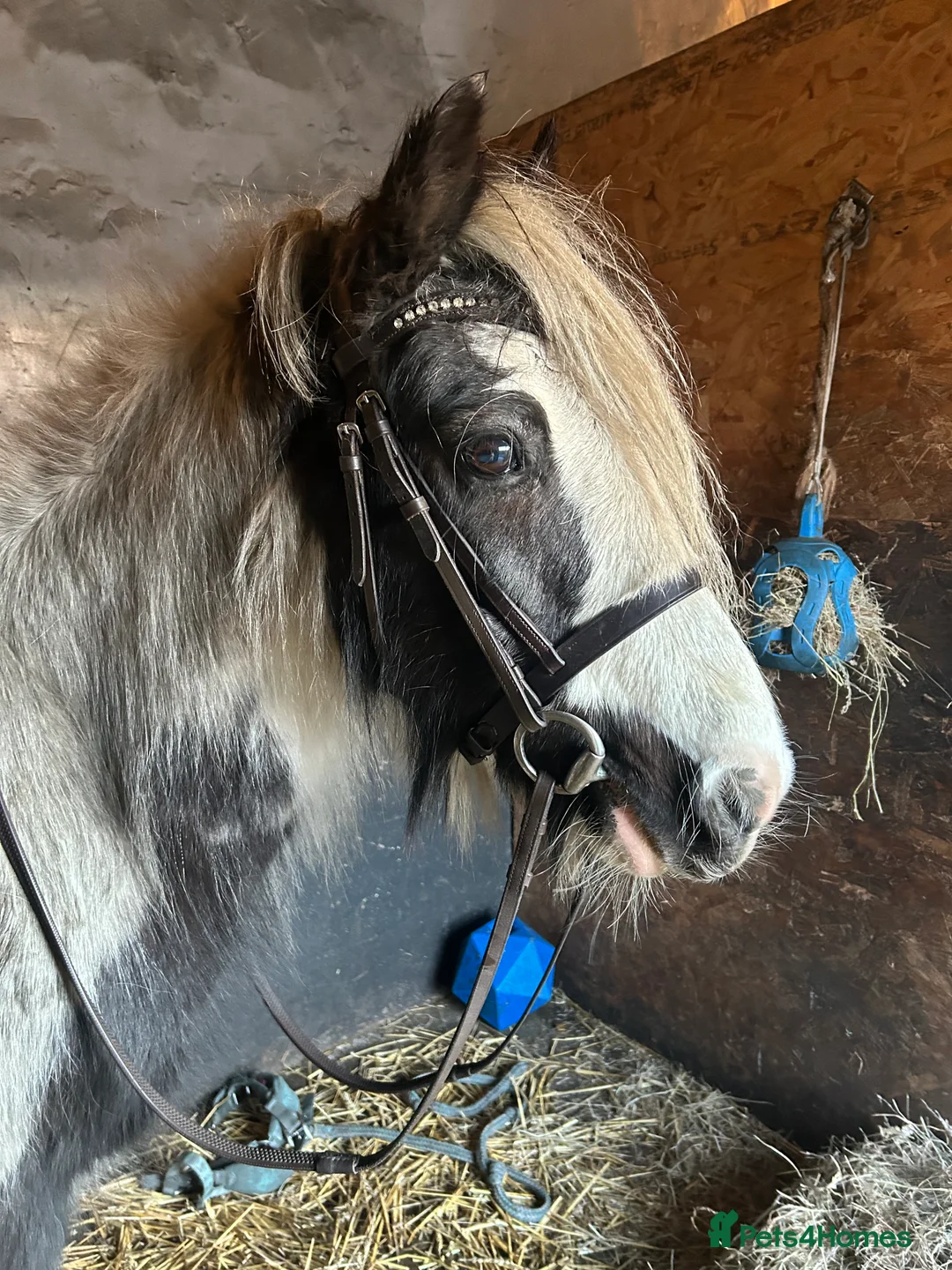 Irish Cob horses for sale: FAB FLEUR!! NEEDS GONE ASAP in Morpeth - Advert 3