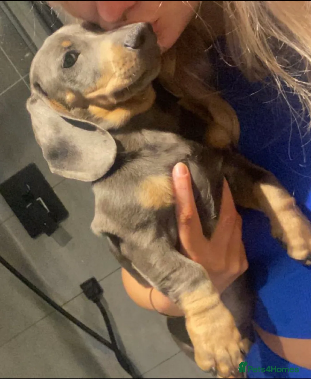 Miniature Dachshund dogs for stud: 🐾HUGO THE BOSS (KC REG & PRA CLEAR) PROVEN STUD🐾 in Manchester - Advert 35