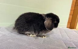 Mini Lop rabbits for sale: Mini lops  - Image 4