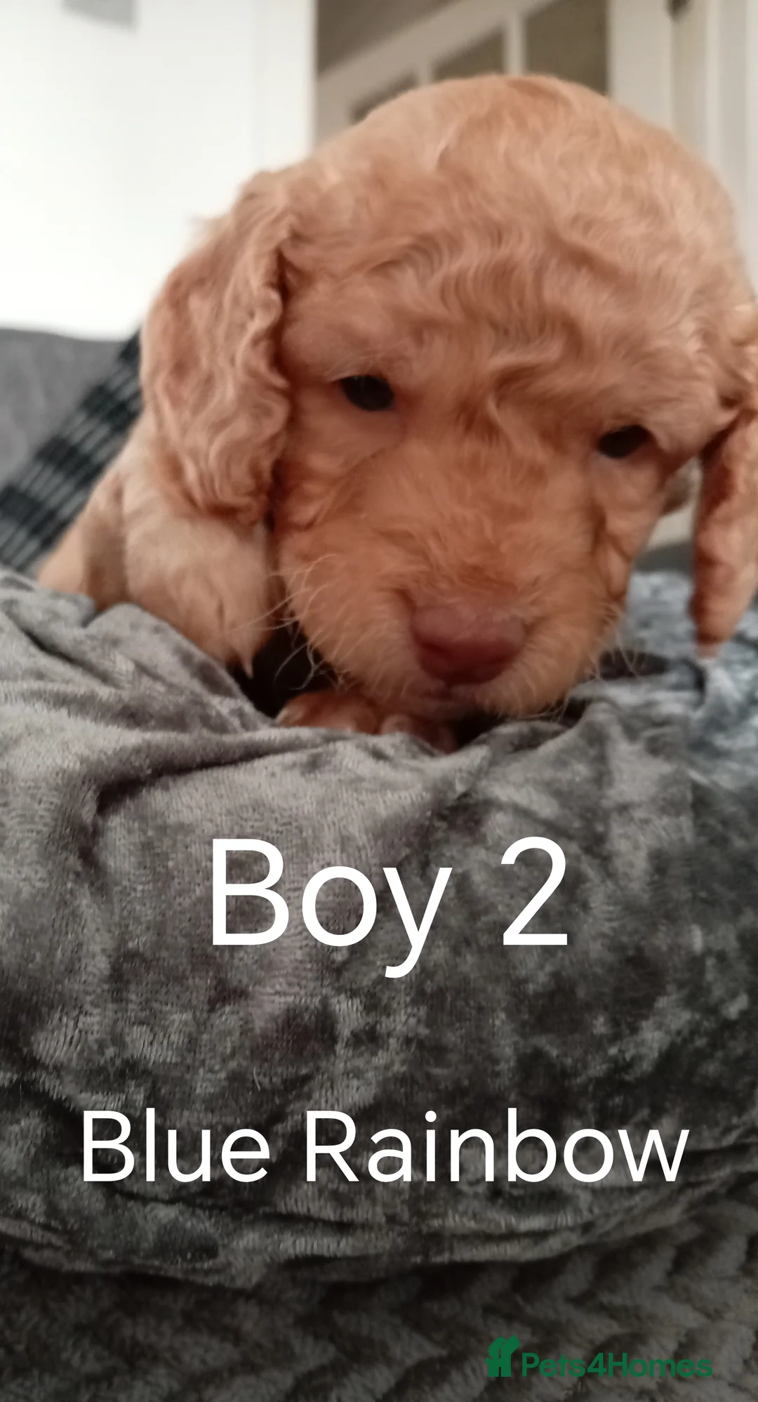 Cockapoo dogs for sale: 8 Beautiful Cockapoo Puppies - Advert 17