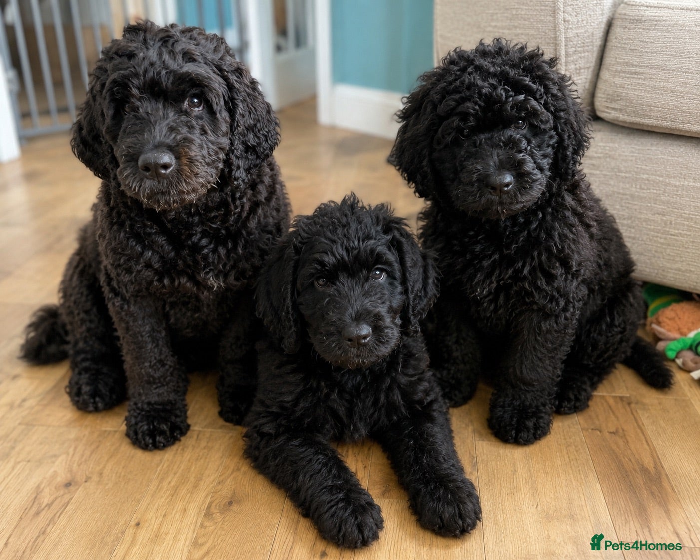 Newfypoo dogs 8 Beautiful F1 Newfypoo Puppies  - Advert 14