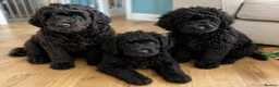 Newfypoo dogs for sale: 8 Beautiful F1 Newfypoo Puppies  - Advert 3