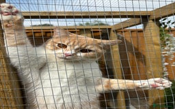 British Shorthair cats for sale: Beautiful Cream Bi Colour British Shorthair.  - Image 6