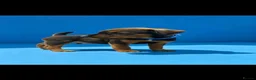 Lakeland Terrier dogs for sale: Lakeland terrier puppies (working type) - Advert 8