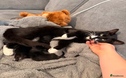 Domestic Shorthair cats for sale: 3 baby kittens ready for  **  eve - Image 7