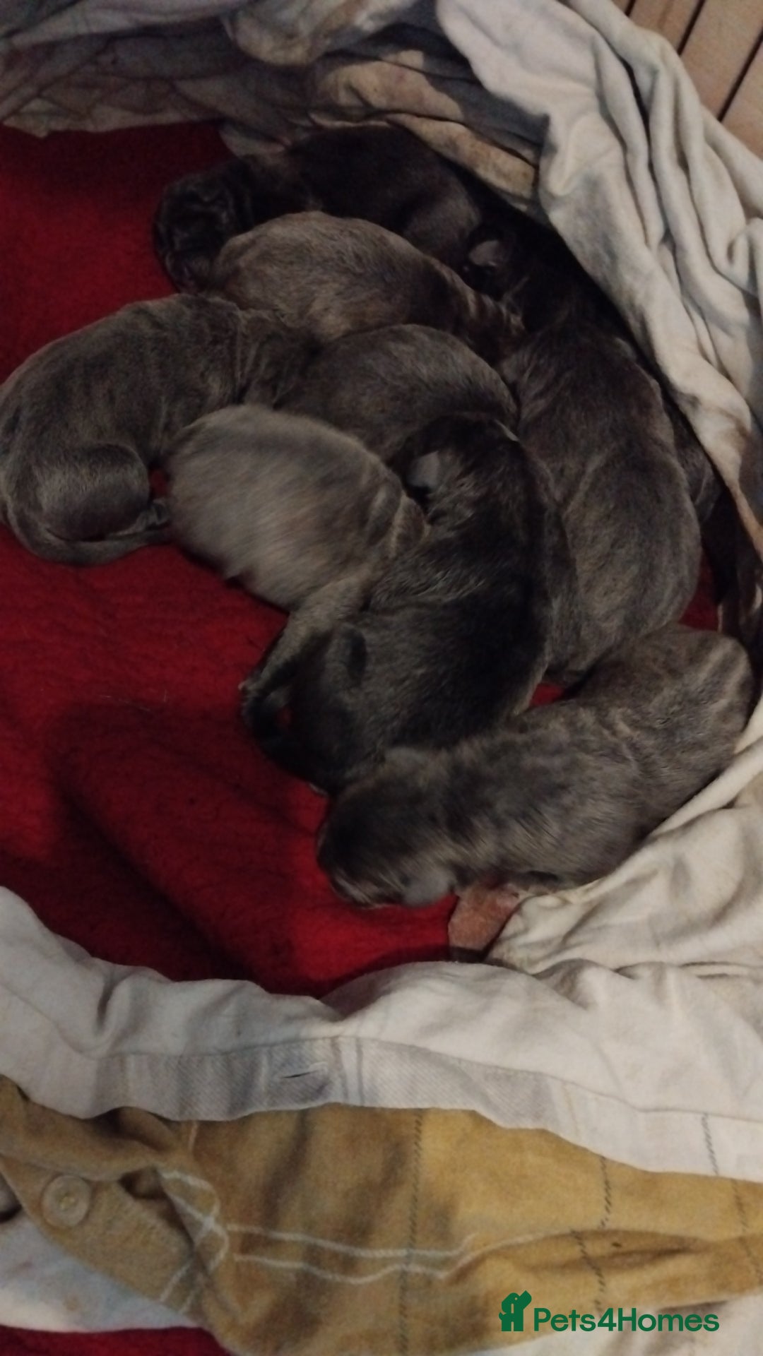Cane Corso dogs for sale: Cane corso puppys 4 boys 4 girls abkc - Advert 3
