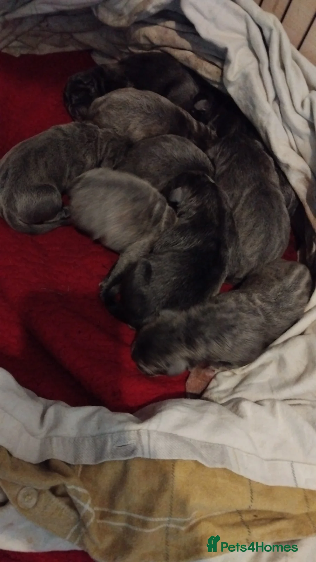 Cane Corso dogs for sale: Cane corso puppys 4 boys 4 girls abkc - Advert 3