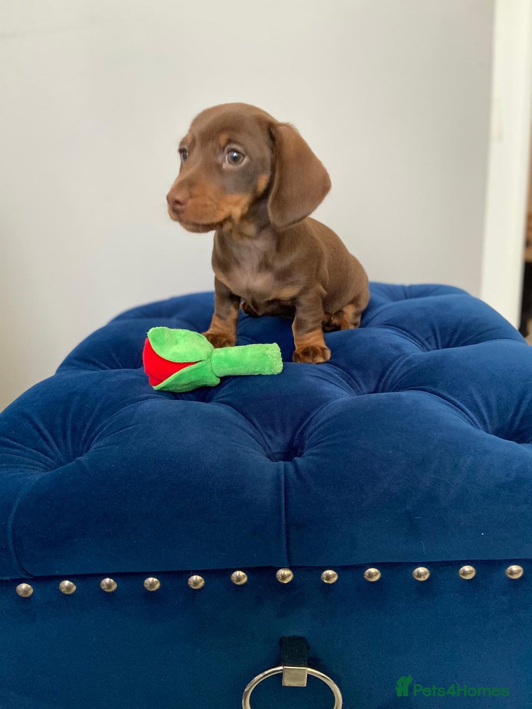 Miniature Dachshund dogs for sale: TURE MINIATURE DACHSHUND  - Advert 9