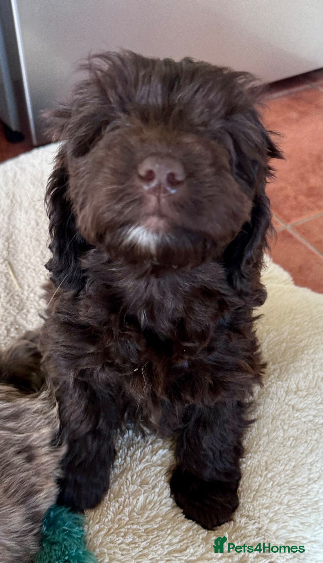 Cockapoo dogs Gorgeous PRA clear F1 Cockapoo puppies READY NOW - Advert 1