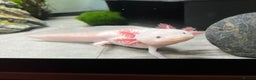 Axolotl reptiles for sale: Axolotl 2 years old - Advert 3