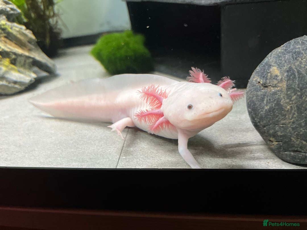 Axolotl reptiles for sale: Axolotl 2 years old - Advert 3