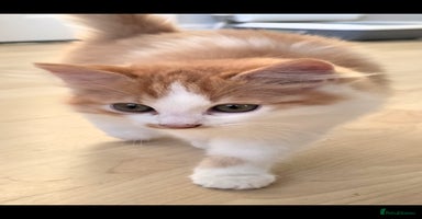 Ragdoll cats - Advert 12