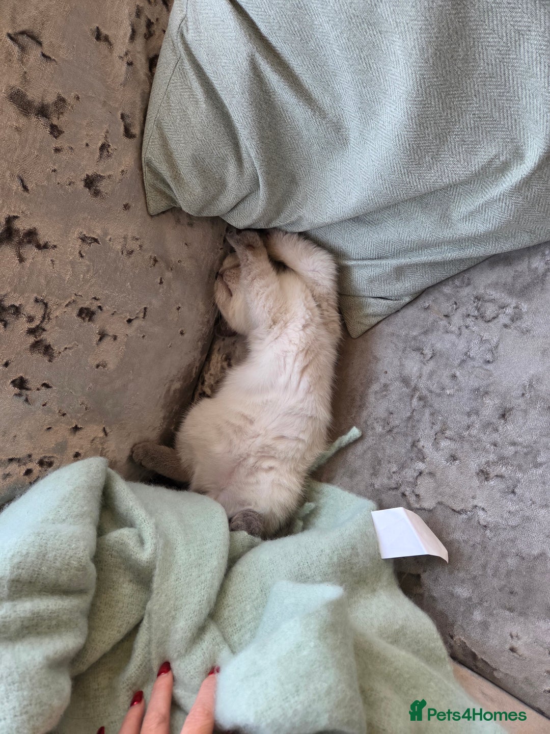 British Shorthair cats for sale: Full breed British short hair in Liverpool - Image 6