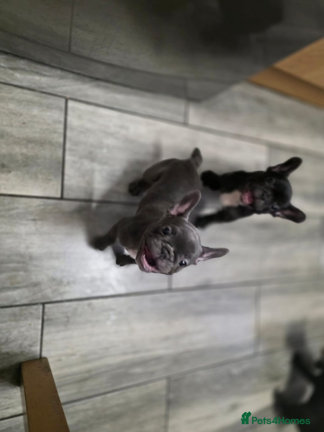 French Bulldog dogs for sale: 2 Adult French bulldogs and 4 Puppies  - Image 24
