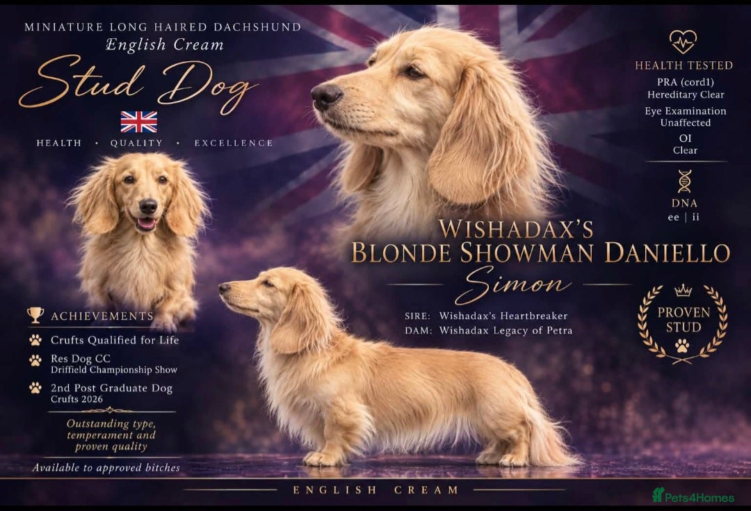 Miniature Dachshund dogs True english creme stud boy  - Advert 1