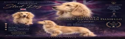 Miniature Dachshund dogs for stud: True english creme stud boy  - Advert 1