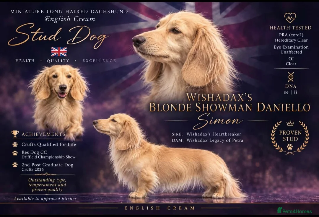 Miniature Dachshund dogs for stud: True english creme stud boy  - Advert 1