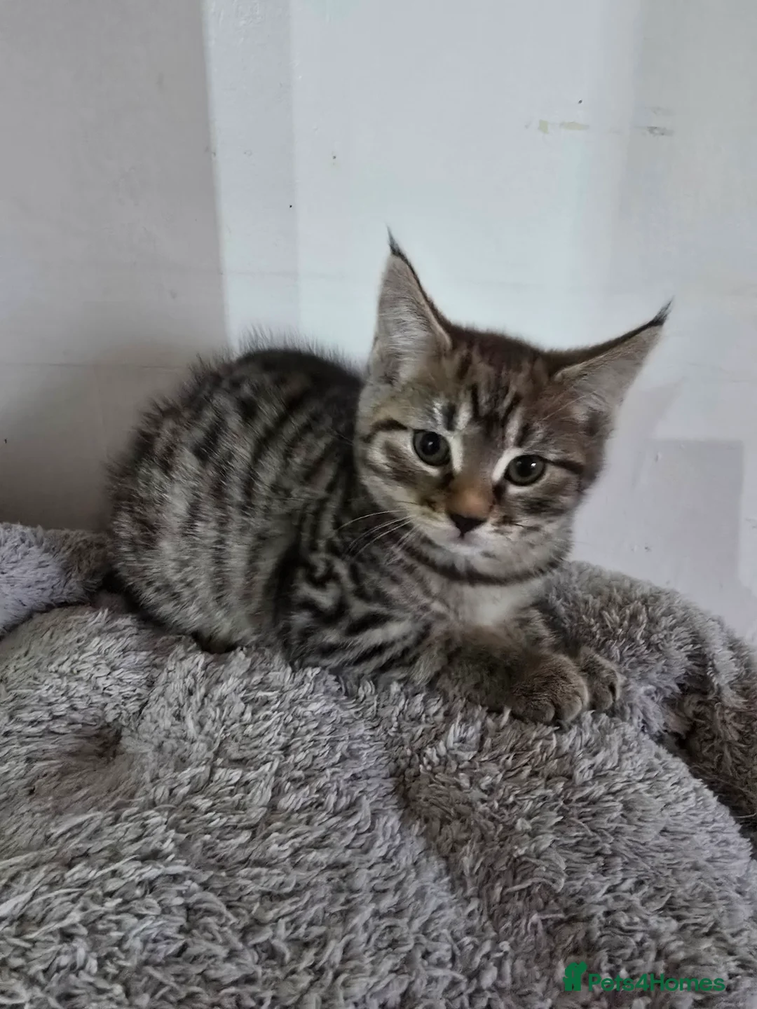 Maine Coon cats for sale: 7 beautiful Maine Coon X - Advert 25