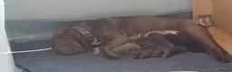Shar Pei dogs for sale: Beautiful KC registered Shar pei’s in Tipton - Advert 11