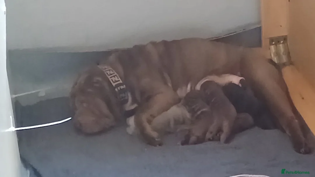 Shar Pei dogs for sale: Beautiful KC registered Shar pei’s in Tipton - Advert 11