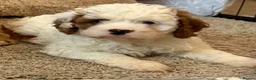 Cavapoo dogs for sale: Adorable F1 health clear cavapoo puppies in Staines - Advert 9