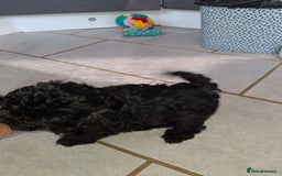 Shihpoo dogs for sale: Shih-poo on shih-poo Puppies  - Image 21