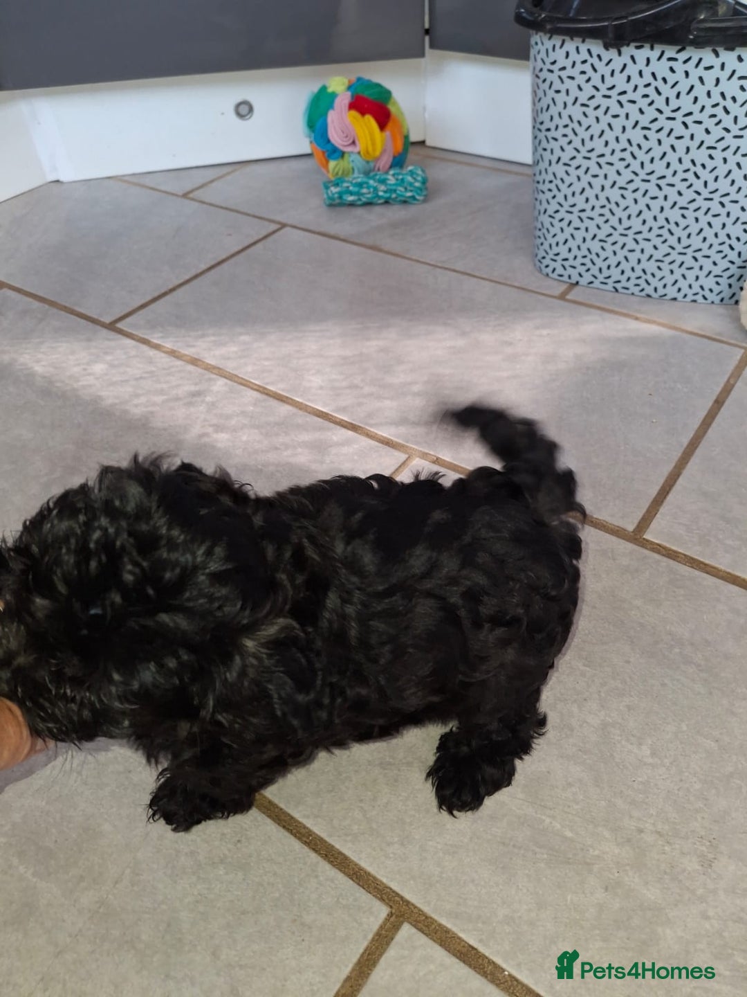 Shihpoo dogs for sale: Shih-poo on shih-poo Puppies  - Image 21