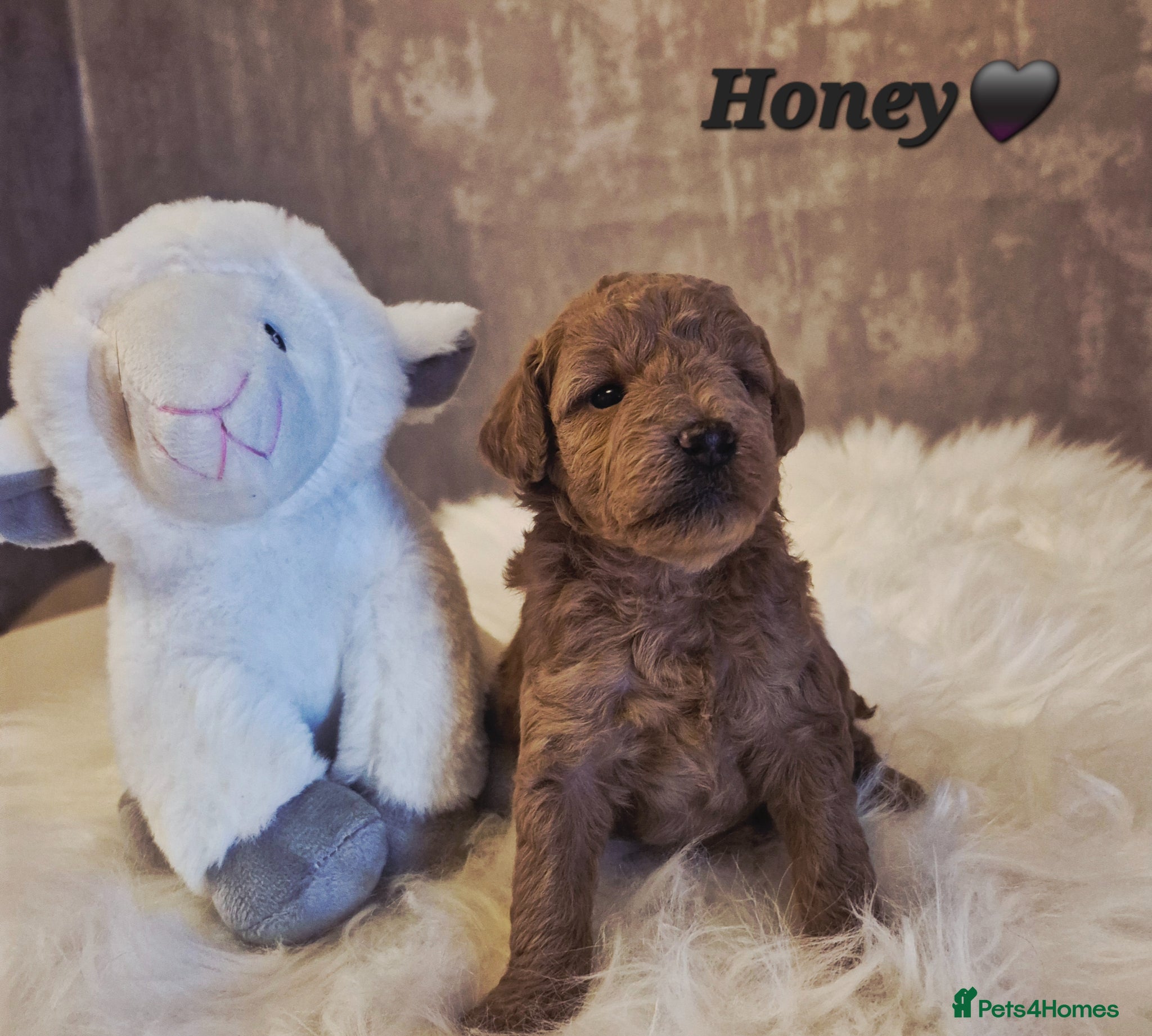 Cavapoo dogs F1B CAVAPOO PUPPIES EXTENSIVELY DNA HEALTH TESTED  - Advert 2