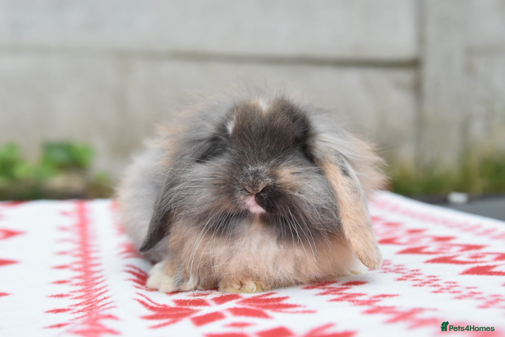 Netherland Dwarf rabbits ⭐️ Baby Lionhead x Lop looking for new home ⭐️ - Advert 2