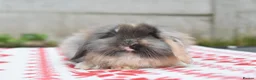 Netherland Dwarf rabbits for sale: ⭐️ Baby rabbits looking for new home ⭐️ - Advert 4