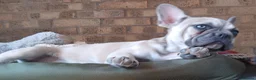 French Bulldog dogs for sale: Reduced £1000 1 Beautiful French Bulldog - Advert 7
